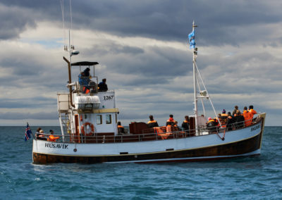 Hvalsafari fra Husavik på kør-selv ferie i Island med ISLANDSREJSER