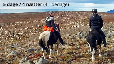 Rideferie i Island og fåresamling - ISLANDSREJSER