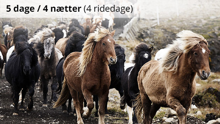 Rideferie i Island og hestesamling - ISLANDSREJSER