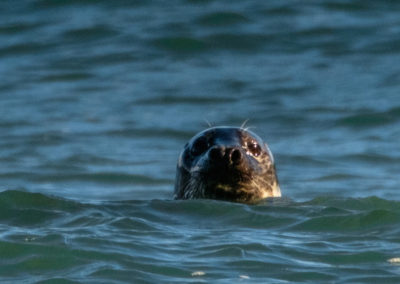 Ingolfshöfdi og søpapegøjer og aktiviteter i Island med ISLANDSREJSER