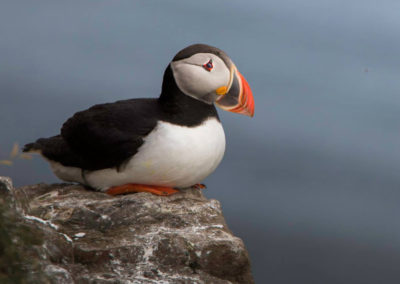 Søpapegøjer og lunder Grundafjördur - Aktiviteter i Island med ISLANDSREJSER