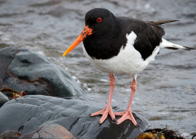 Kajaktur ved Stykkisholmur - havkajak ved Snæfellsnes-halvøen - aktiviteter i Island med ISLANDSREJSER