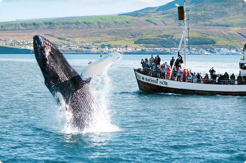 Hvalsafari fra Husavik og rejser til Island - kør-selv ferie og bilferie med ISLANDSREJSER