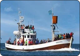 Hvalsafari i Island