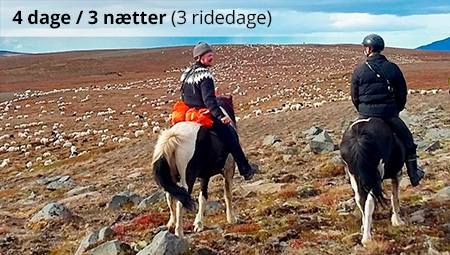 Rideferie i Island og fåresamling - ISLANDSREJSER