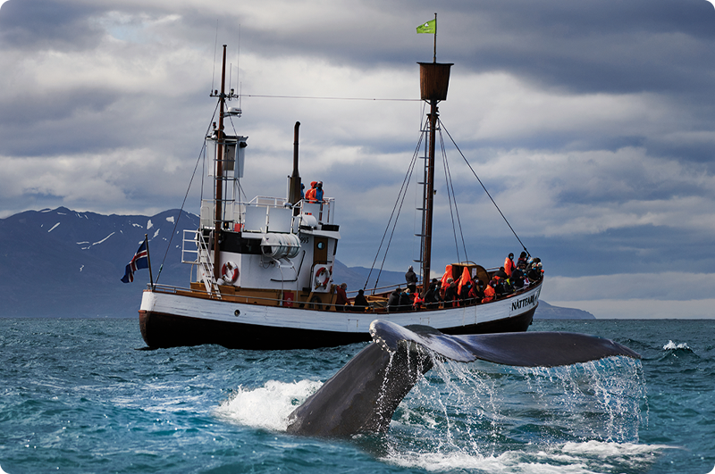 Kør-selv-ferie og bilferie i Island med ISLANDSREJSER. Hvalsafari